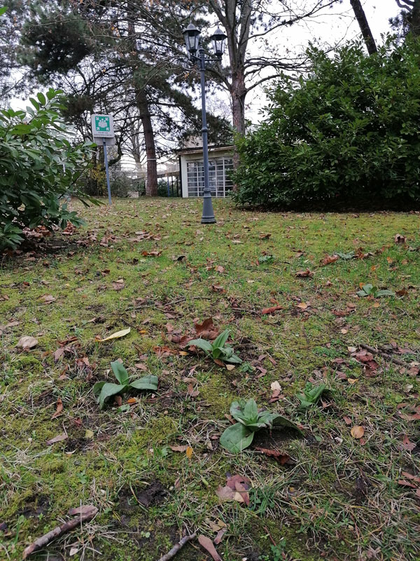 Photo de l'EPA et d'une pelouse. Au premier plan des feuilles d'orchidées.