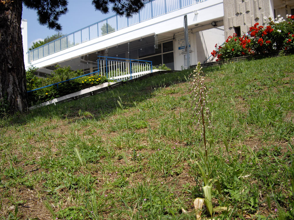 Entrée de l'établissement. Une pelouse avec une grand orchidée.