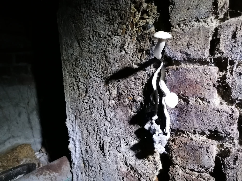 Trois champignons poussent dans le creux de briques.