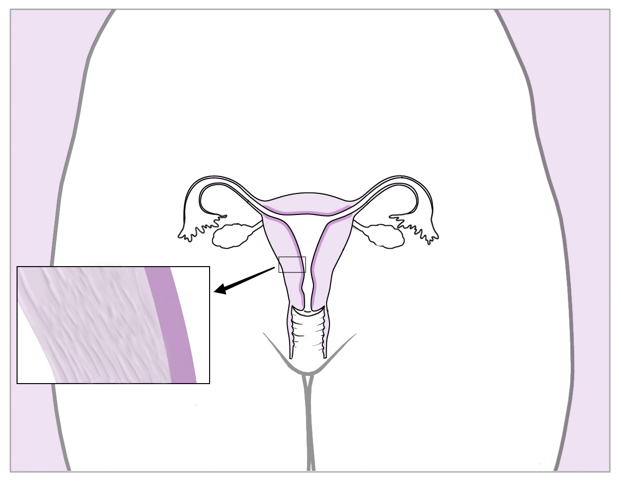 Cycle menstruel Exercice